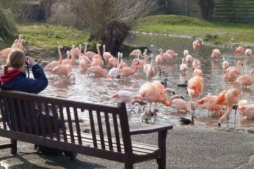 Finn M with flamingos 2014.JPG